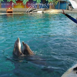 Marineland - Dauphins - Apprentissage