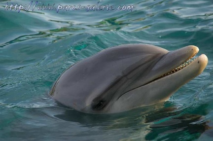 Marineland Antibes - 004