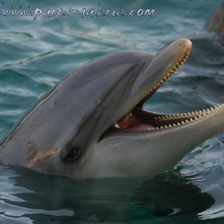 Marineland - Dauphins - Portraits