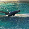 Marineland Antibes - 008