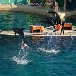 Marineland - Dauphins - Spectacle