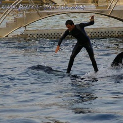 Marineland - Orques - Apprentissage