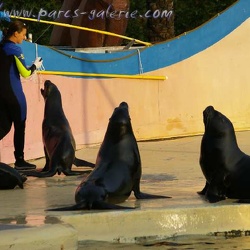 Marineland - Otaries - Apprentissage