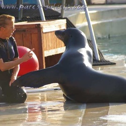 Marineland - Otaries - Apprentissage - Nicky et Falco