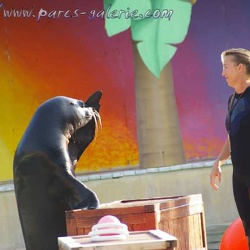 Marineland - Otaries - Apprentissage - Nicky et Marianne