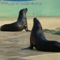 Marineland Antibes - 001