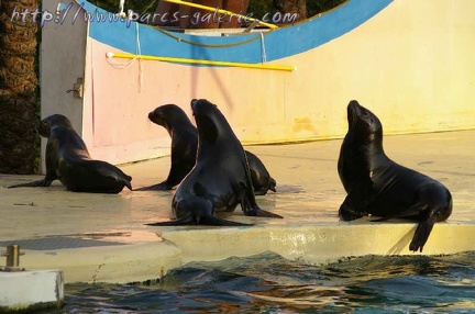 Marineland Antibes - 002