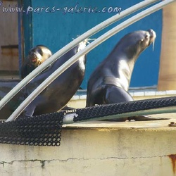 Marineland - Otaries - Autres photos