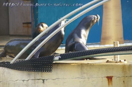 Marineland Antibes - 003