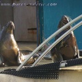 Marineland Antibes - 004