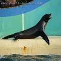 Marineland Antibes - 001