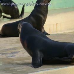 Marineland - Otaries - Portraits