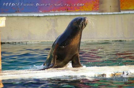 Marineland Antibes - 004