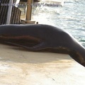 Marineland Antibes - 006