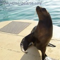 Marineland Antibes - 008