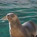 Marineland Antibes - 009