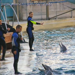 Marineland - Dauphins - spectacle - 17h15
