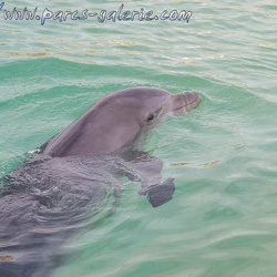 Marineland - Dauphins - Lagoon