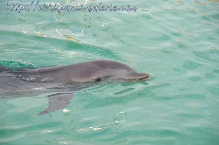 Marineland Antibes - 002