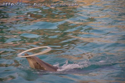 Marineland Antibes - 005