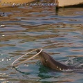 Marineland Antibes - 006