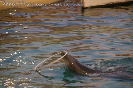 Marineland Antibes - 006