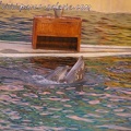 Marineland Antibes - 014