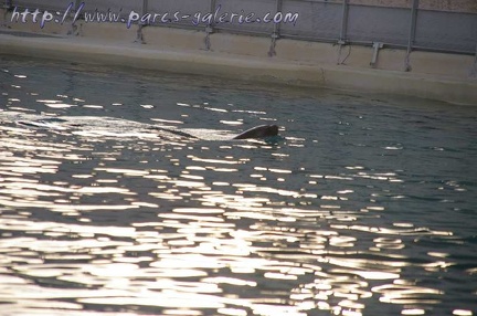 Marineland Antibes - 001