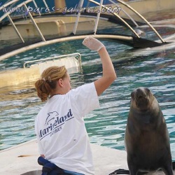 Marineland - Otaries - Avec Emi