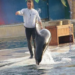 Marineland - Otaries - Avec Greg