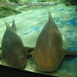 Marineland - Requins