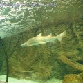 Marineland_Antibes_-_006.jpg