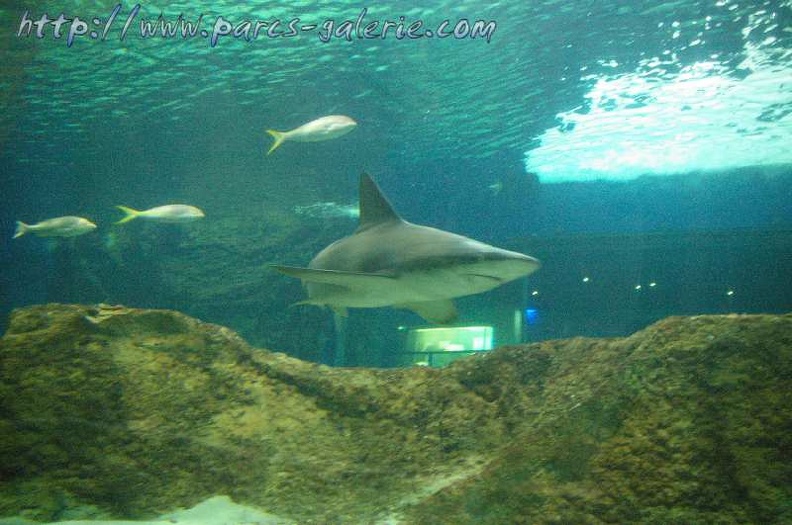 Marineland_Antibes_-_007.jpg