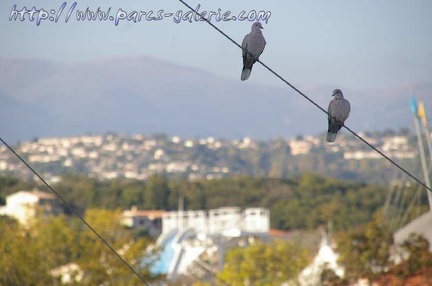 Marineland Antibes - 010