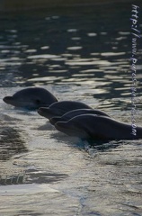 Marineland Antibes - 001