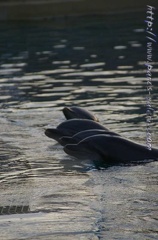 Marineland Antibes - 002