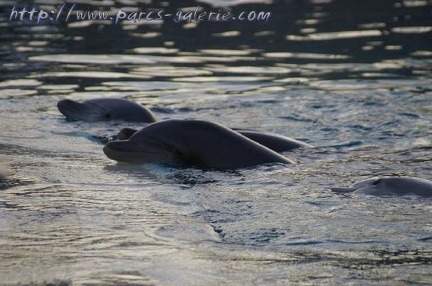 Marineland Antibes - 003