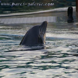 Marineland - Dauphins - Apprentissage