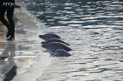 Marineland Antibes - 007