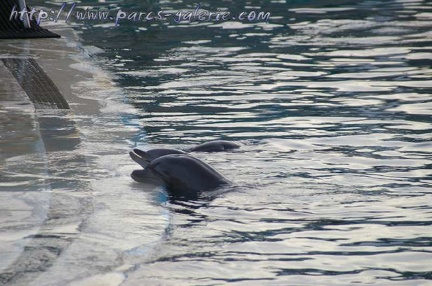 Marineland Antibes - 008