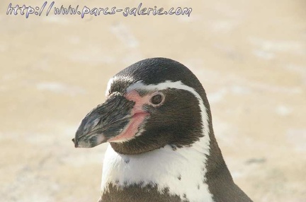 Marineland Antibes - 002