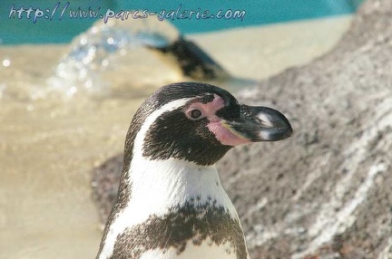 Marineland Antibes - 003