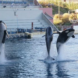 Marineland - Orques - Spectacle 15h00