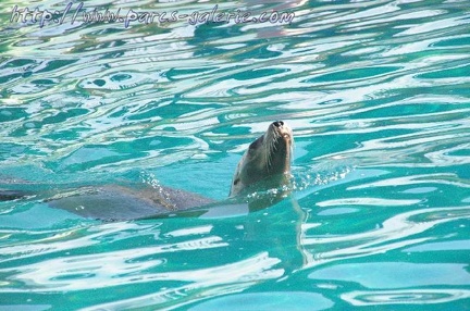 Marineland Antibes - 001