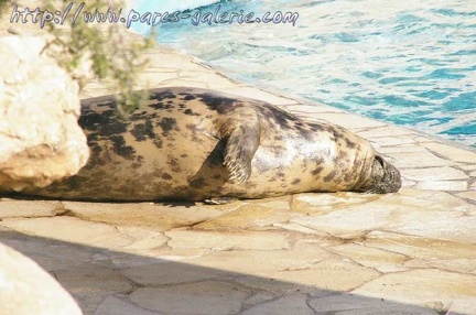 Marineland Antibes - 002