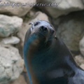 Marineland Antibes - 005