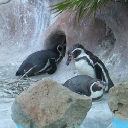 35 - Marineland - 27 Novembre 2006