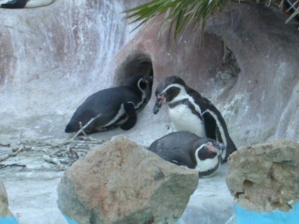 Marineland Antibes - 002