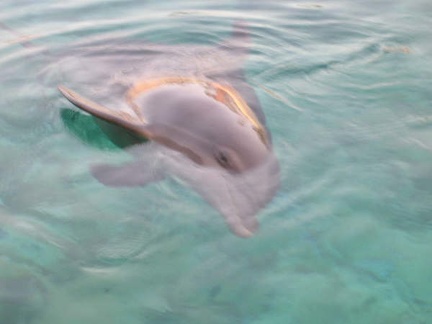 Marineland Antibes - 001