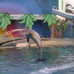 Marineland - Dauphins - Spectacle 16h00